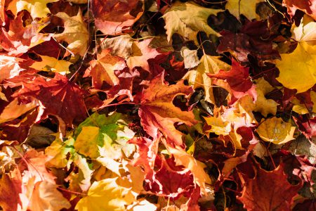 Colourful autumn leaves - free stock photo