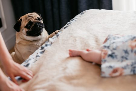 A curious pug looking at a baby sleeping on the bed - free stock photo