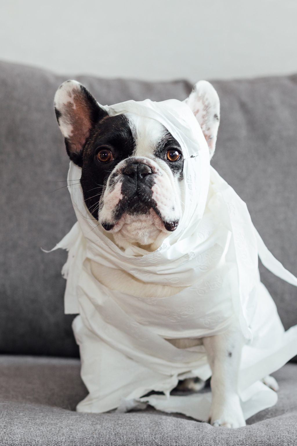 French Bulldog dressed as a mummy - free stock photo