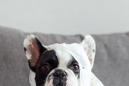 French Bulldog dressed as a mummy - free stock photo