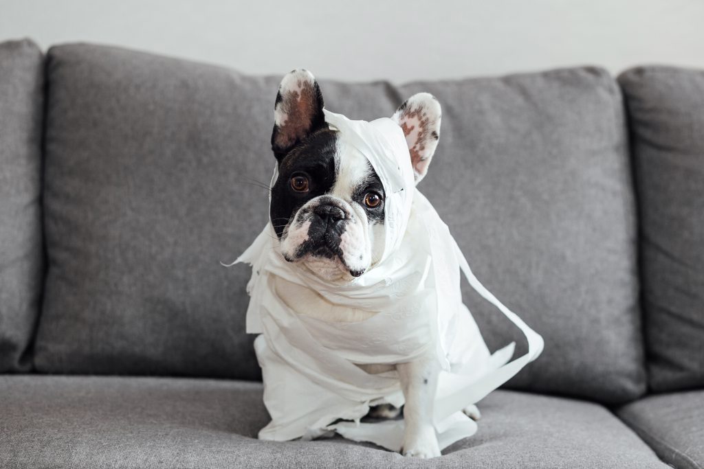 French Bulldog dressed as a mummy 2 - free stock photo