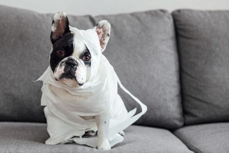 French Bulldog dressed as a mummy 3 - free stock photo