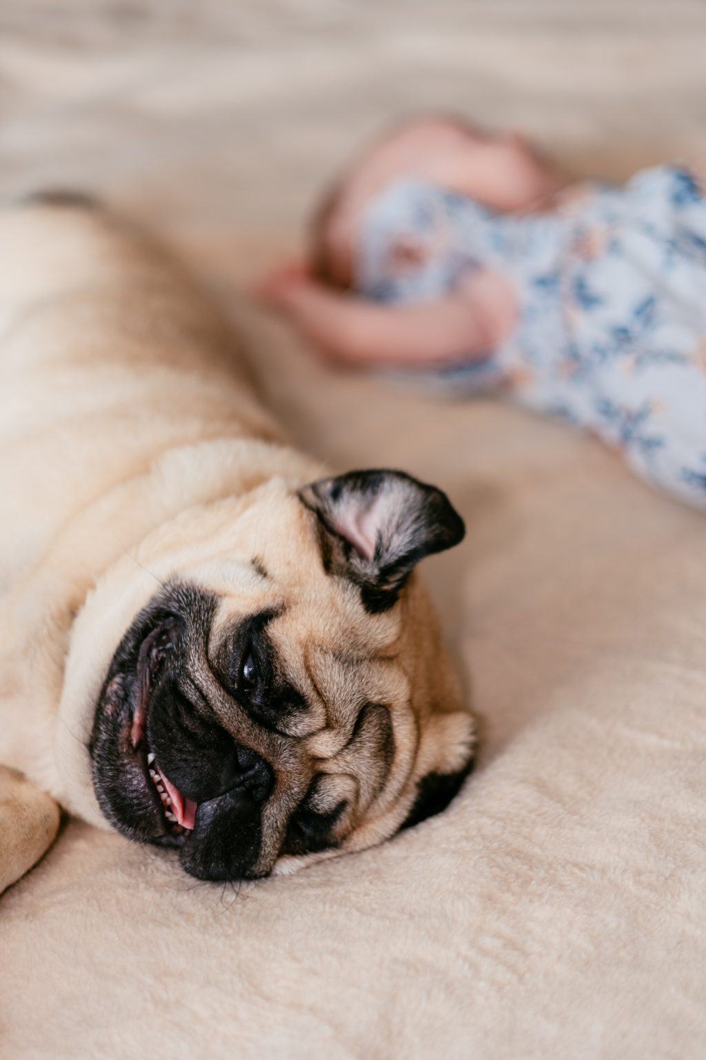 A happy pug lying on the bed with a baby - free stock photo