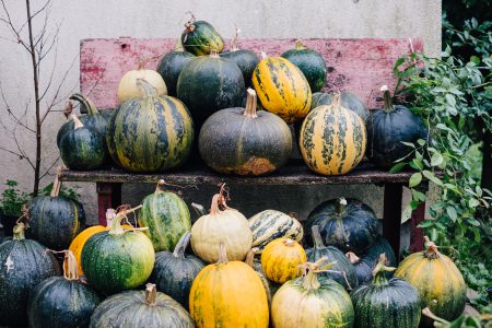 A pile of pumpkins on an old bench - free stock photo