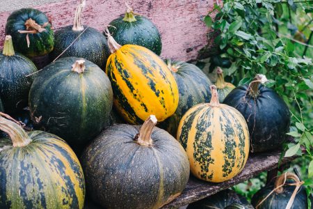 A pile of pumpkins on an old bench 3 - free stock photo