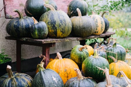 A pile of pumpkins on an old bench 4 - free stock photo