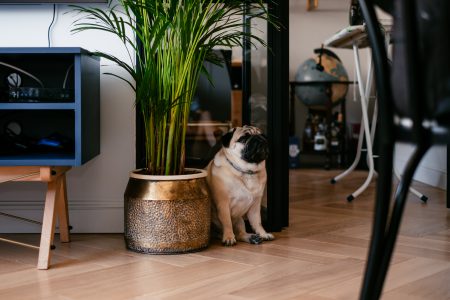 A pug in a modern apartment - free stock photo