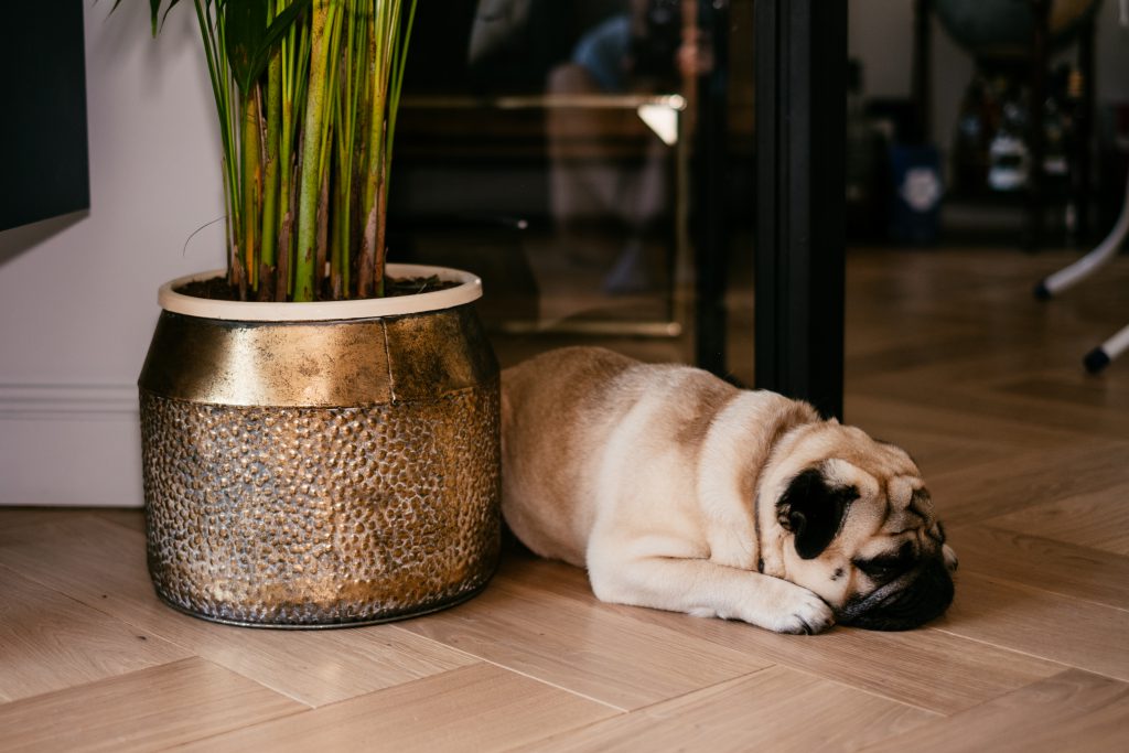 pug_in_a_modern_apartment_2-1024x683.jpg