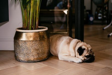 A pug in a modern apartment 2 - free stock photo