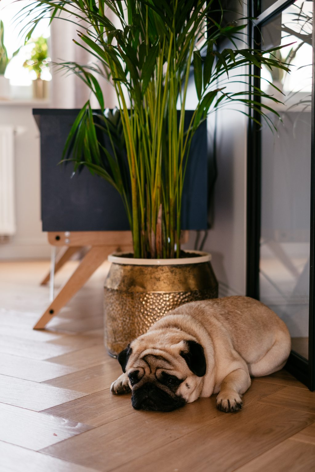 A pug in a modern apartment 3 - free stock photo