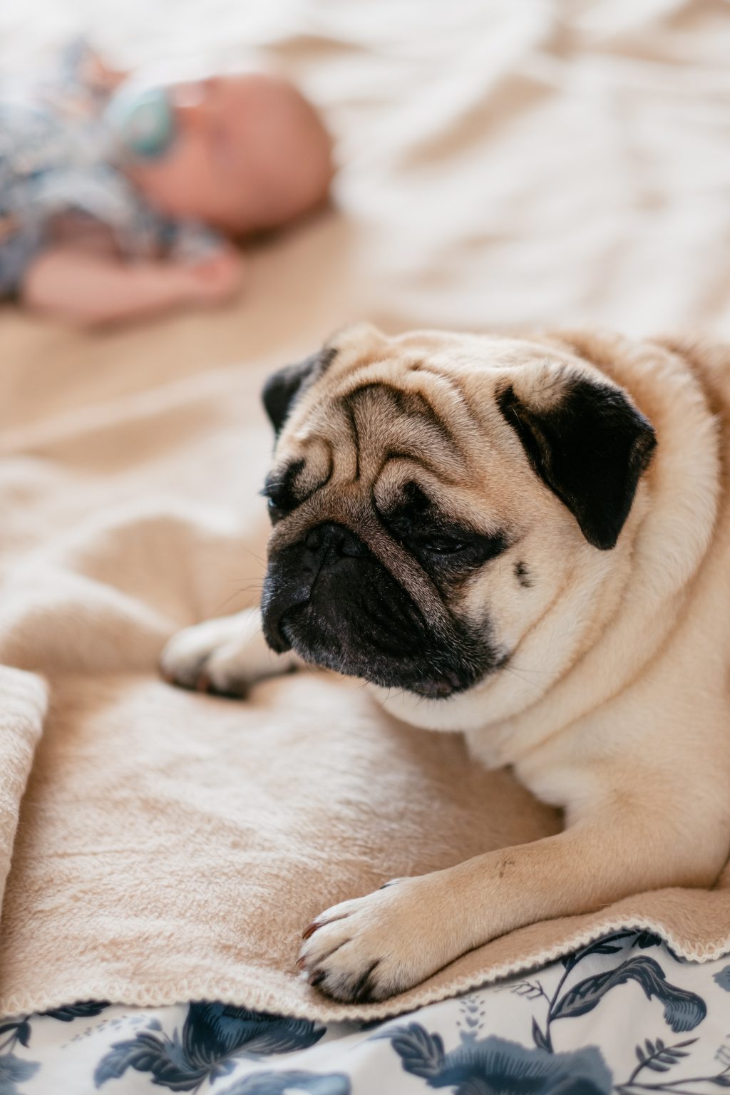 A pug lying on a bed with a baby - free stock photo