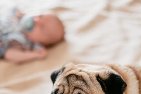 A pug lying on a bed with a baby - free stock photo