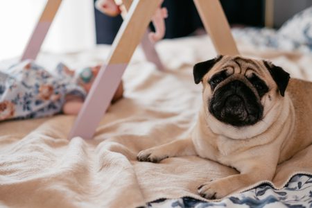 A pug lying on a bed with a baby 2 - free stock photo