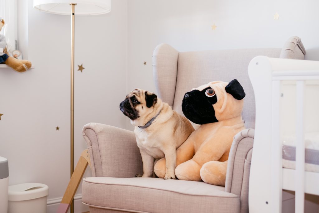 A pug sitting in an armchair in a nursery room - free stock photo