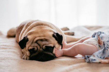 A pug sleeping on the bed with a baby - free stock photo