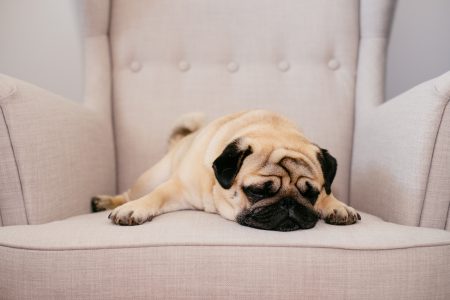 A pug sleeping on an armchair - free stock photo