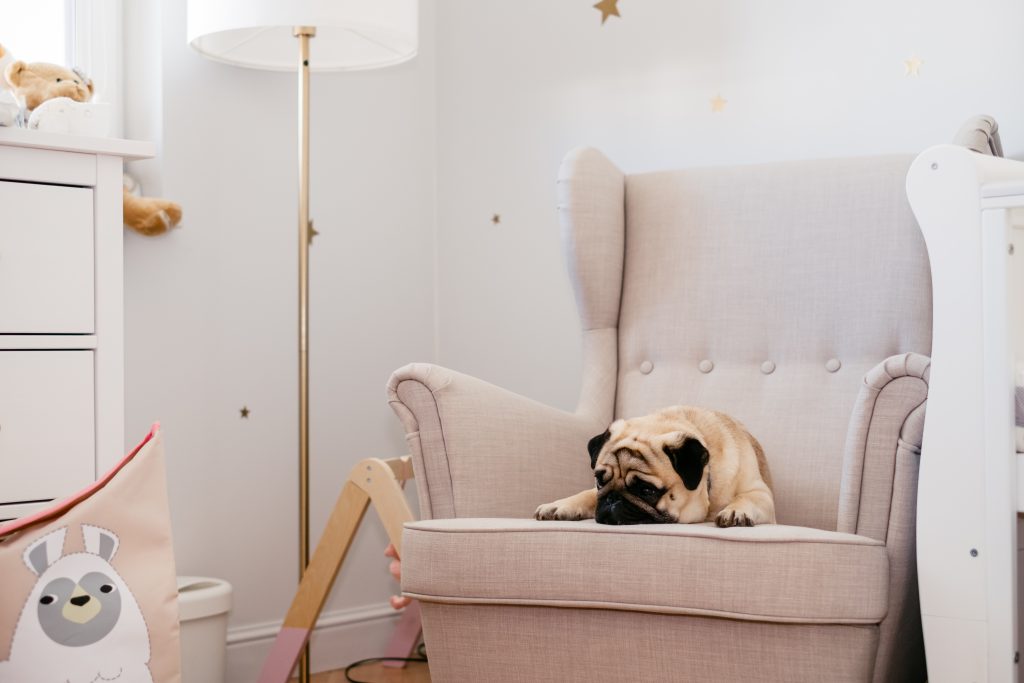 A pug sleeping on an armchair in a nursery room - free stock photo