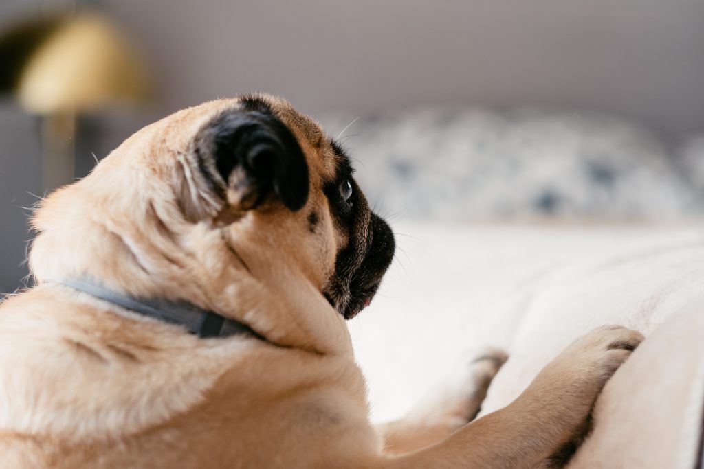 A pug trying to climb up the bed - free stock photo