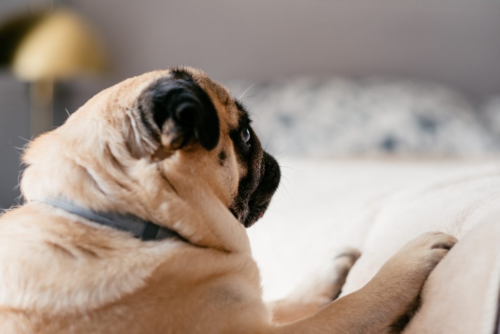 pug_trying_to_climb_up_the_bed-1024x683.jpg