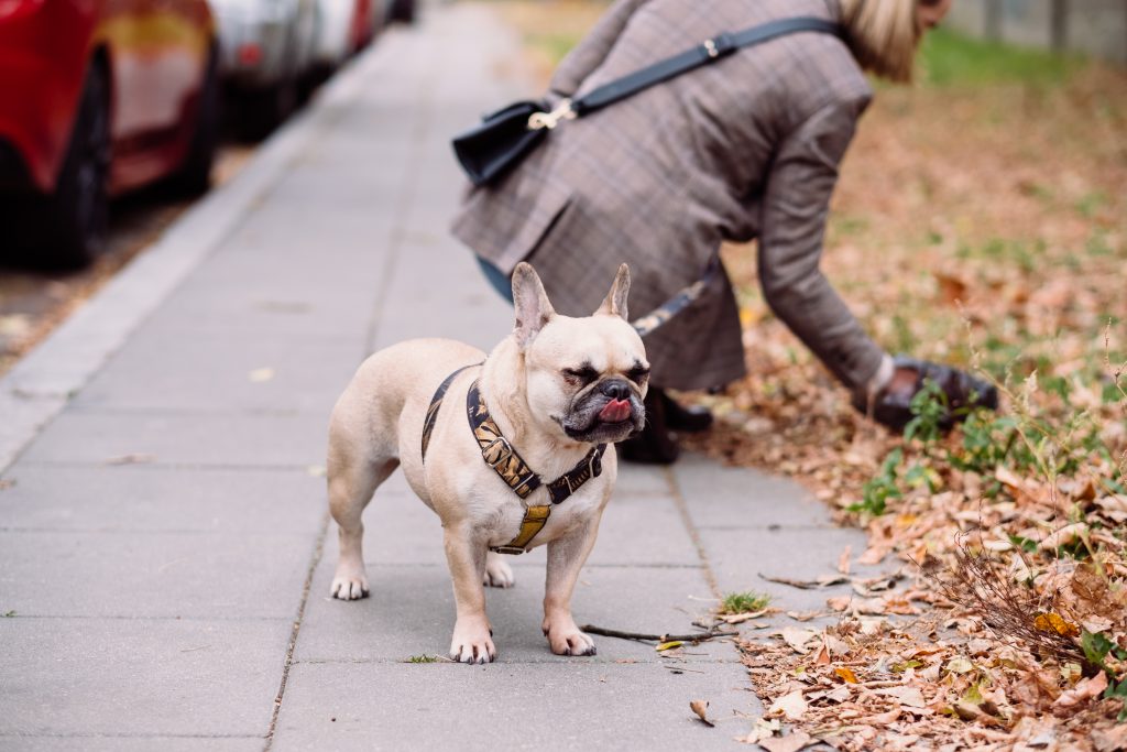 A french bulldog making a funny face while the owner picks up the poop - free stock photo