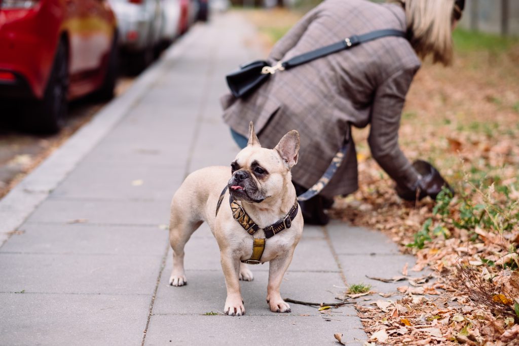 A french bulldog making a funny face while the owner picks up the poop 2 - free stock photo
