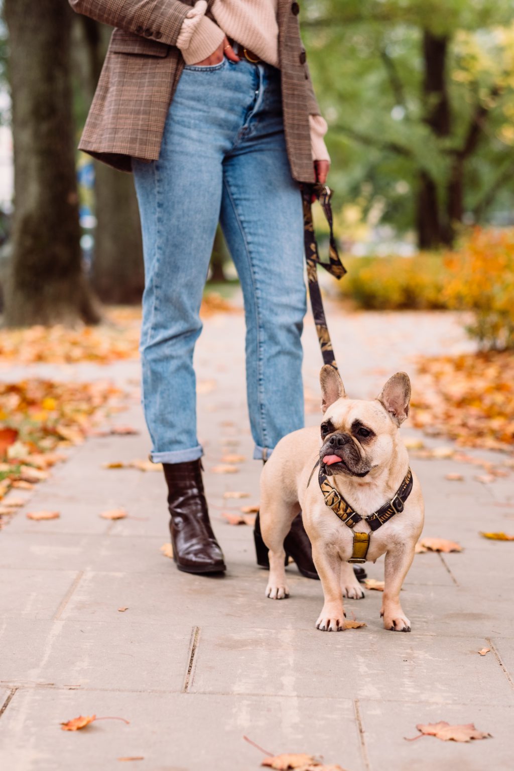 A french bulldog on a walk with its female owner - free stock photo