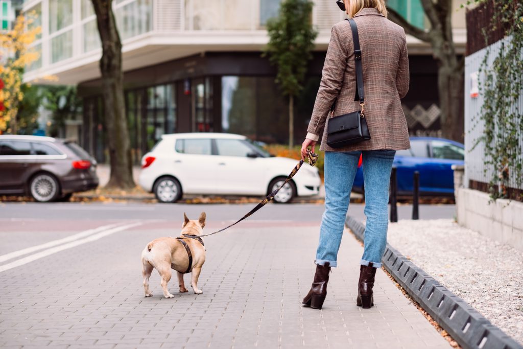 french_bulldog_on_a_walk_with_its_female