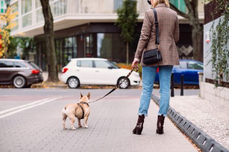 A french bulldog on a walk with its female owner in the city - free stock photo