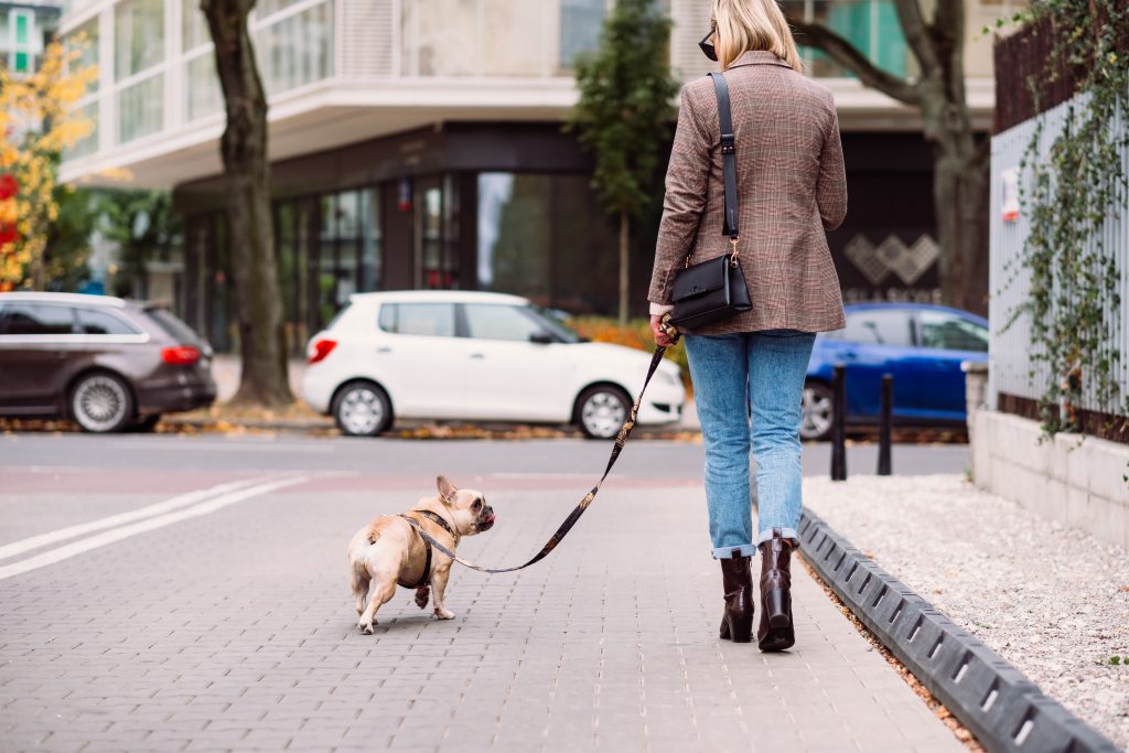 french_bulldog_on_a_walk_with_its_female