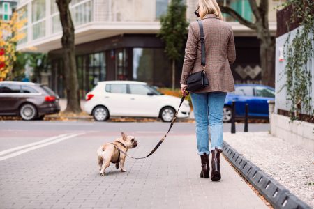 A french bulldog on a walk with its female owner in the city 2 - free stock photo