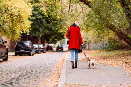 A french bulldog on a walk with its female owner in the city 3 - free stock photo