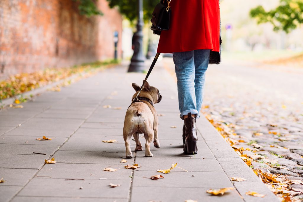 A french bulldog on a walk with its female owner in the city 4 - free stock photo
