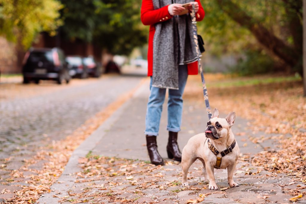 french_bulldog_sticking_out_its_tongue_while_the_owner_checks_her_phone-1024x683.jpg