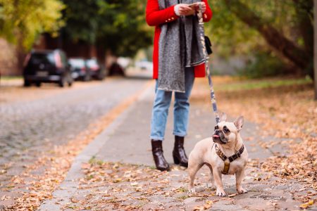 A french bulldog sticking out its tongue while the owner checks her phone - free stock photo