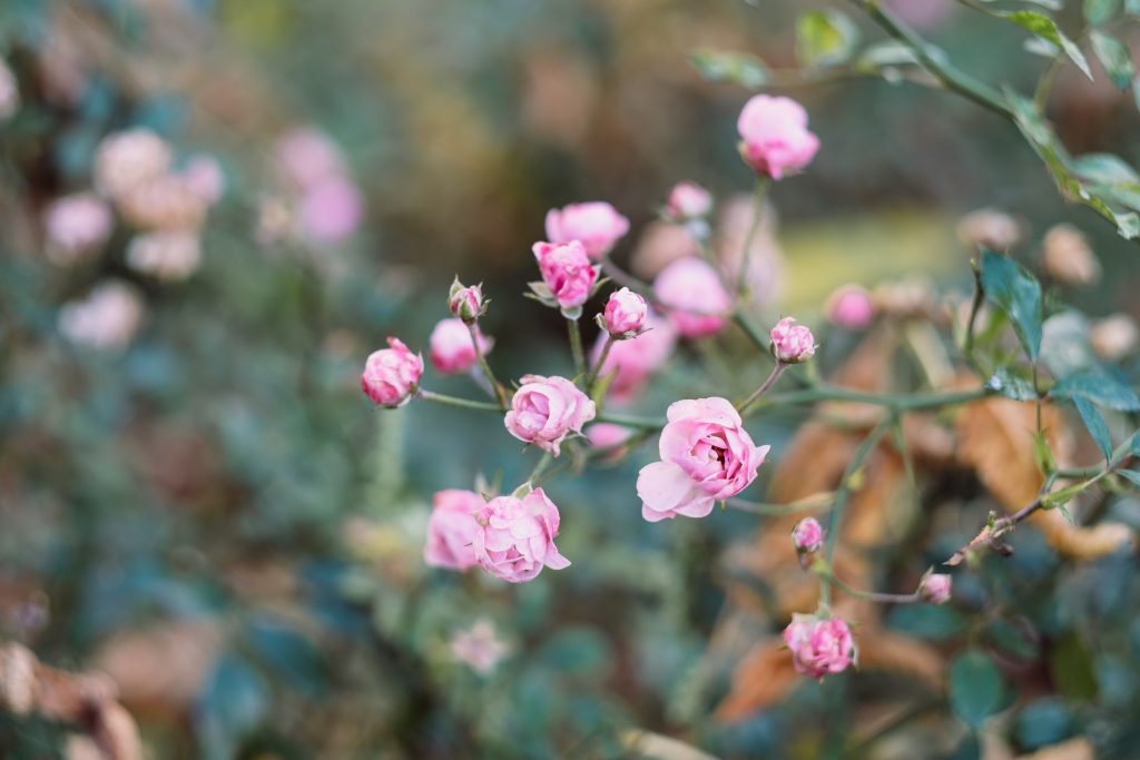 Pink mini rose bush in autumn - free stock photo