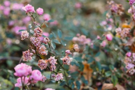 Pink mini rose bush in autumn 2 - free stock photo