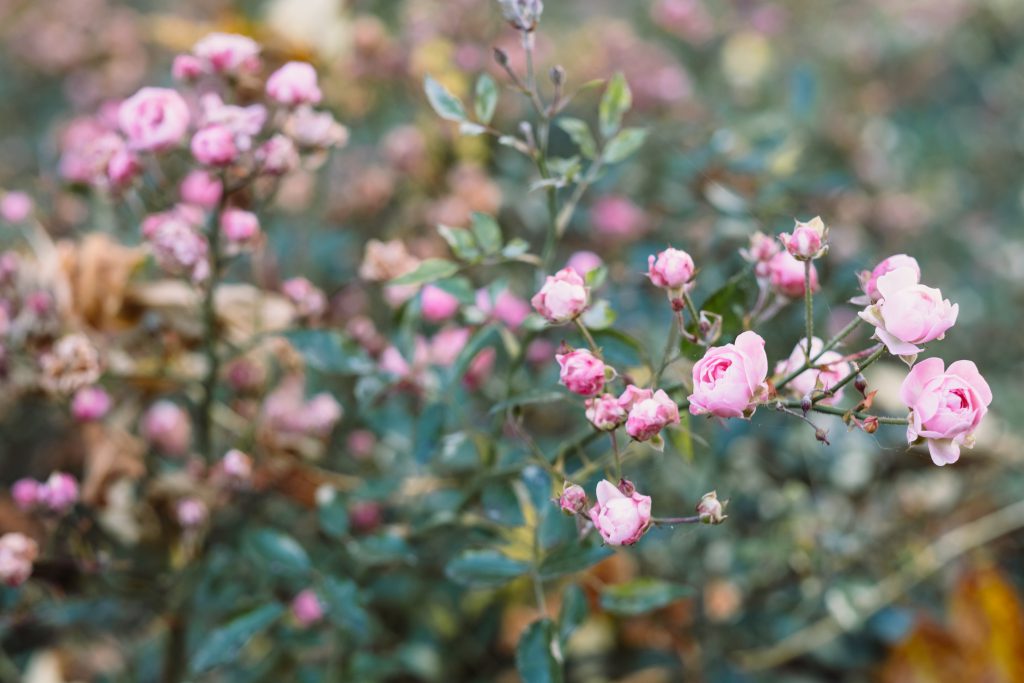 pink_mini_rose_bush_in_autumn_3-1024x683.jpg