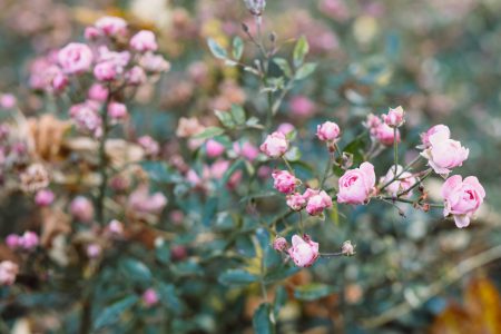 Pink mini rose bush in autumn 3 - free stock photo