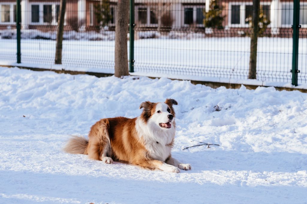 border_collie_in_the_park_on_a_sunny_winter_afternoon-1024x683.jpg