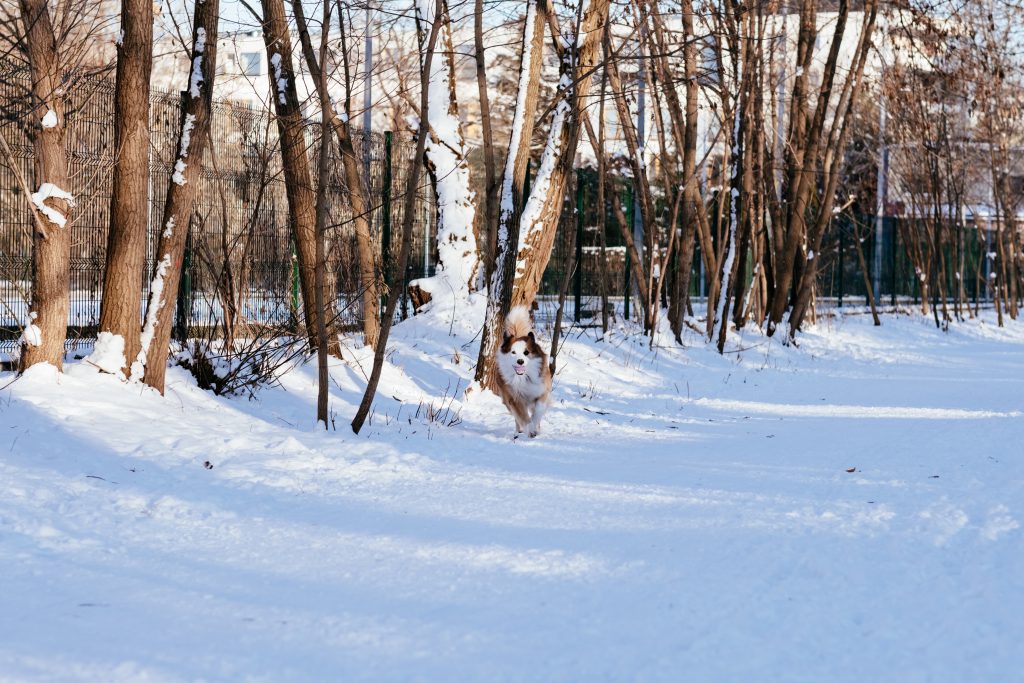 Border Collie running in the park on a sunny winter afternoon - free stock photo