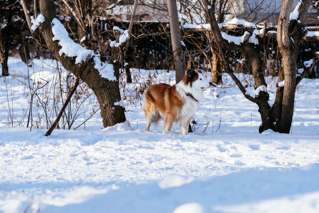 Border Collie standing in the park on a sunny winter afternoon - free stock photo