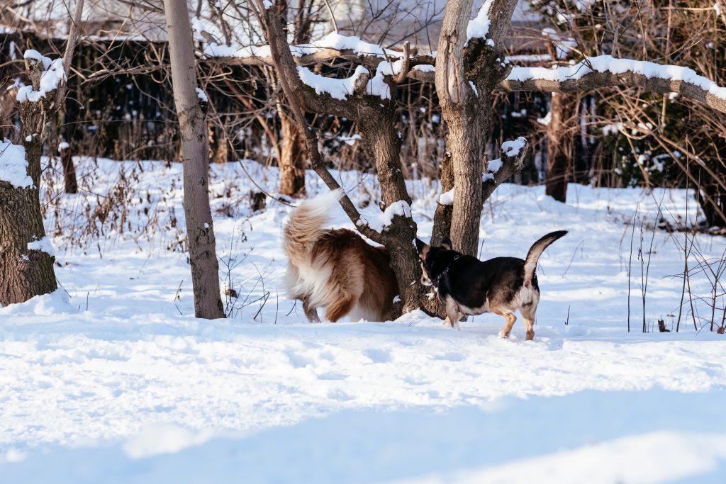 Dogs playing in the park on a sunny winter afternoon - free stock photo