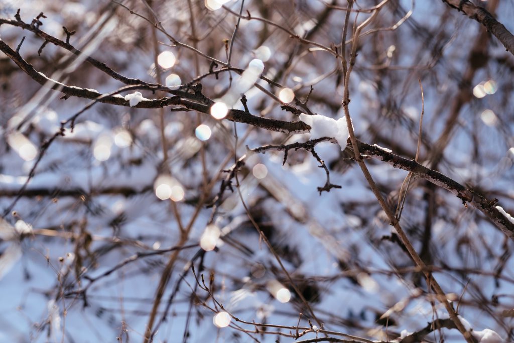 Ice bokeh on a sunny winter afternoon - free stock photo