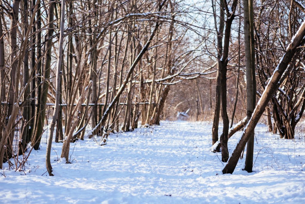 Sunny winter day in the park - free stock photo