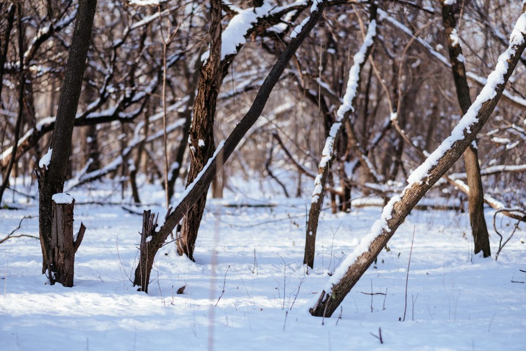 Sunny winter day in the park 2 - free stock photo