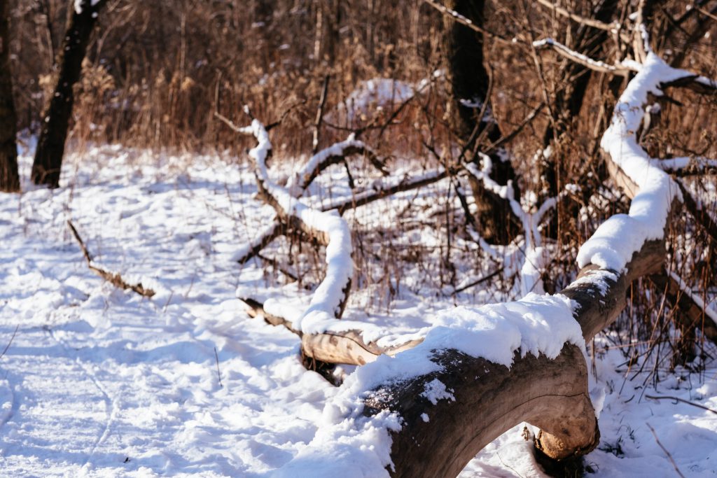 Sunny winter day in the park 3 - free stock photo