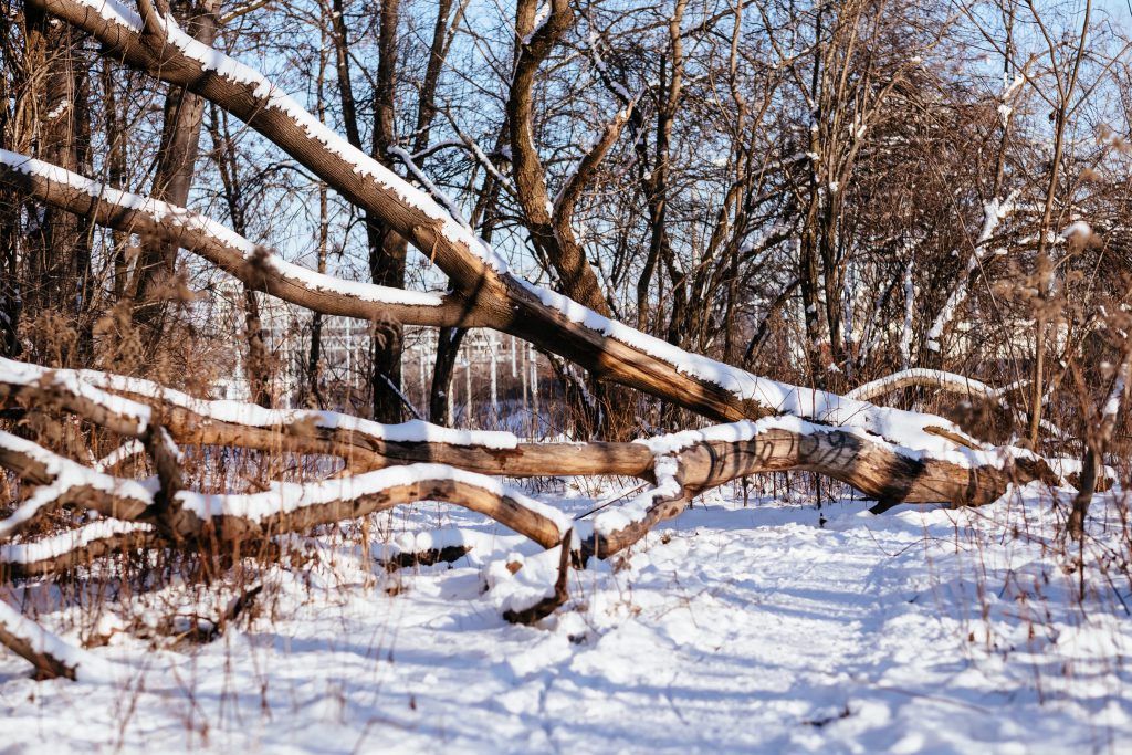 Sunny winter day in the park 4 - free stock photo