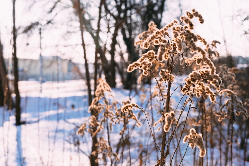 Wild grass in the sun on a winter afternoon - free stock photo