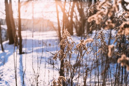 Wild grass in the sun on a winter afternoon 2 - free stock photo