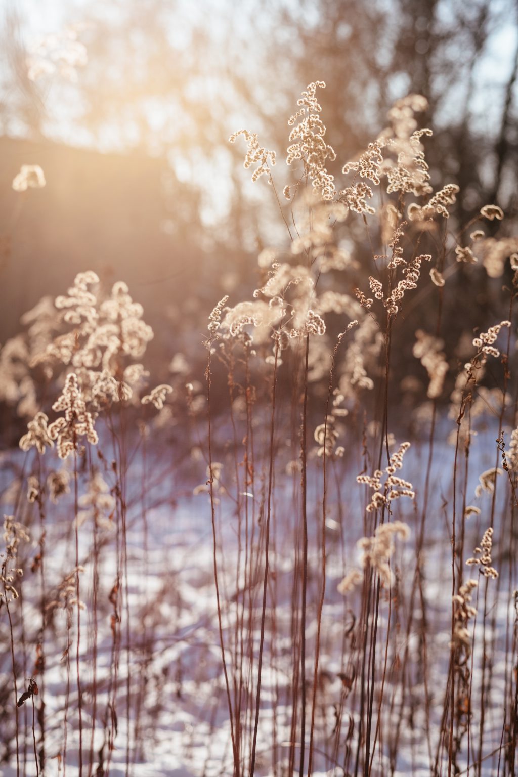 Wild grass in the sun on a winter afternoon 3 - free stock photo